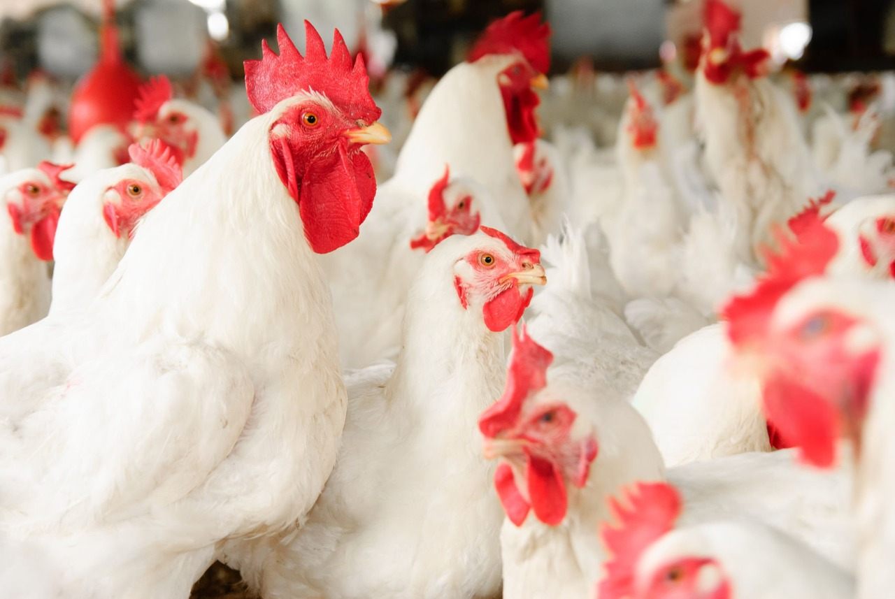 Broilers