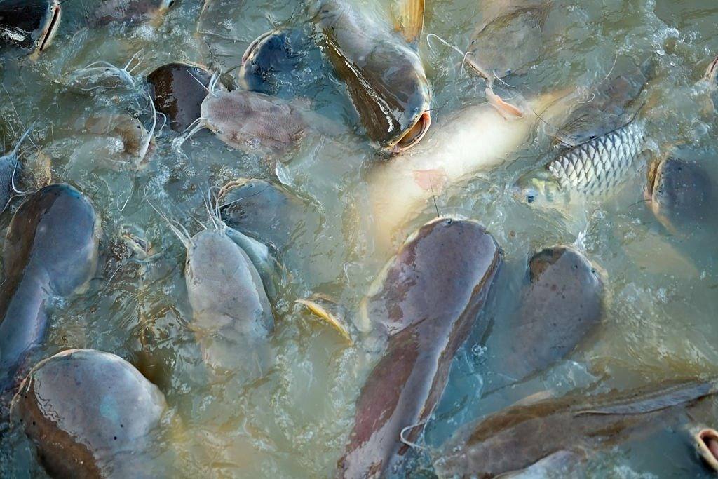 Fish Farming