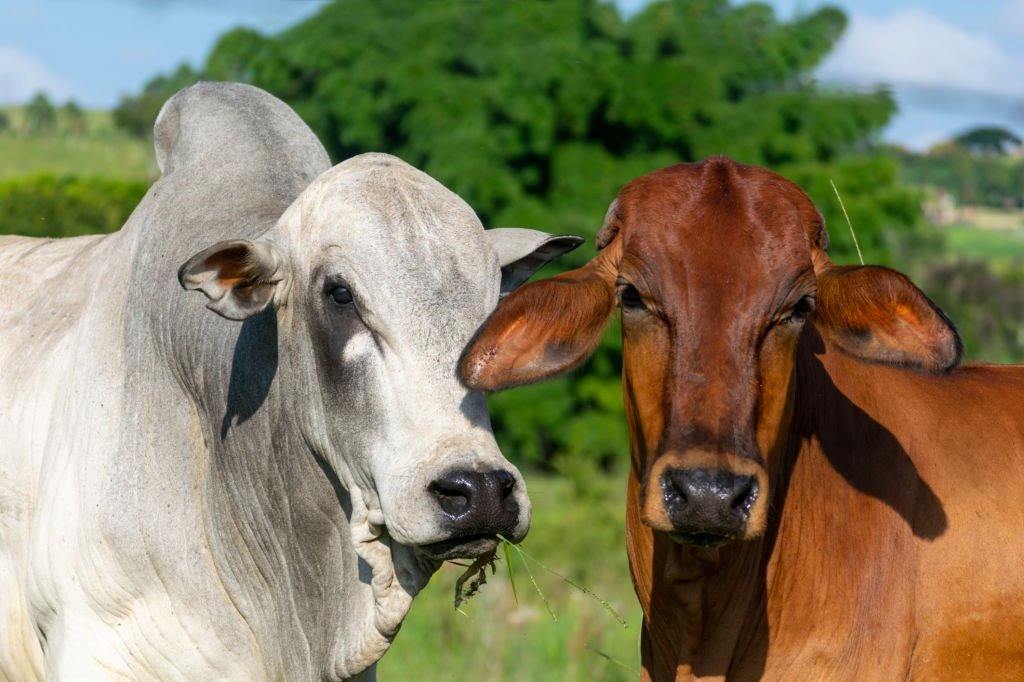 Livestock Rearing