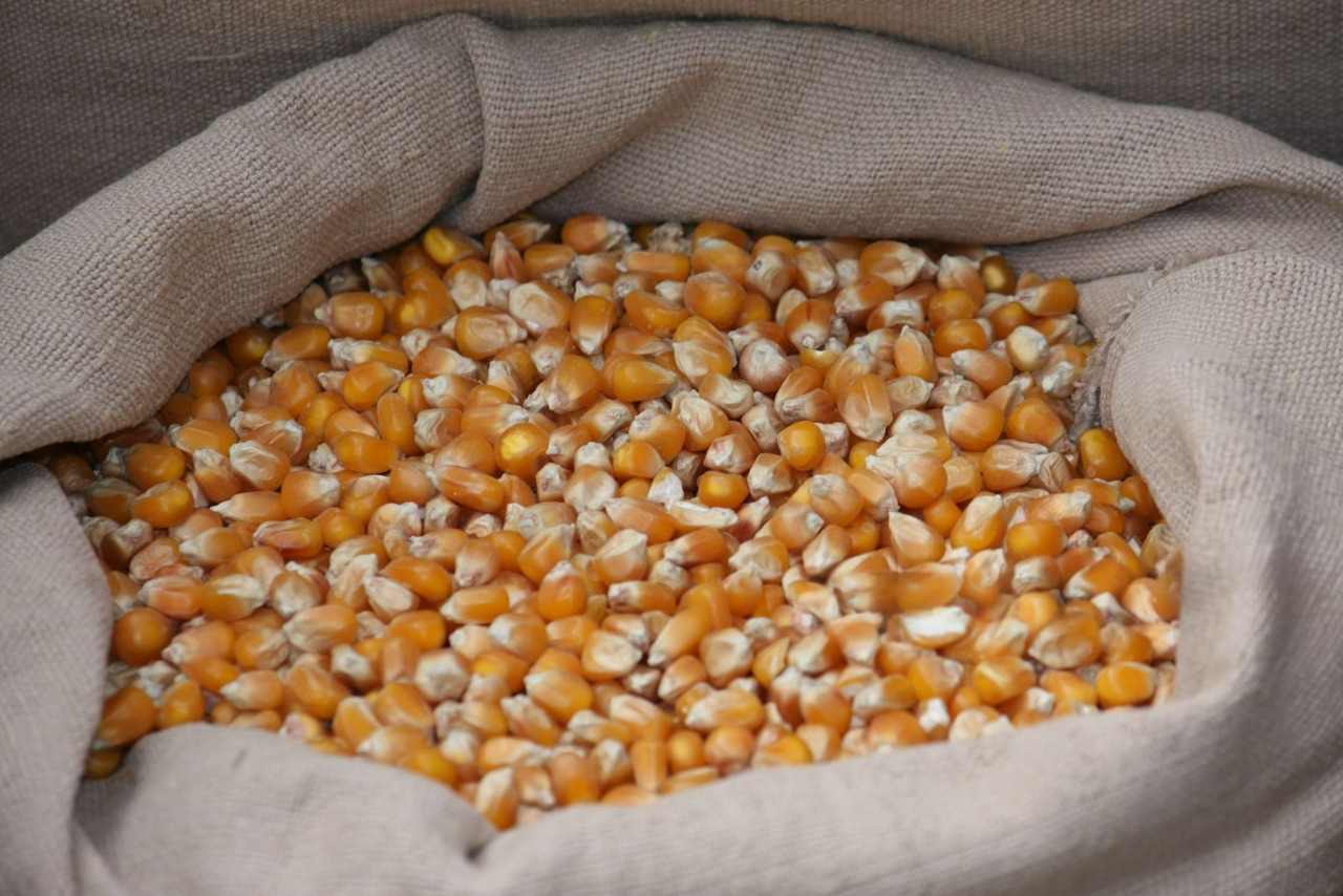 maize