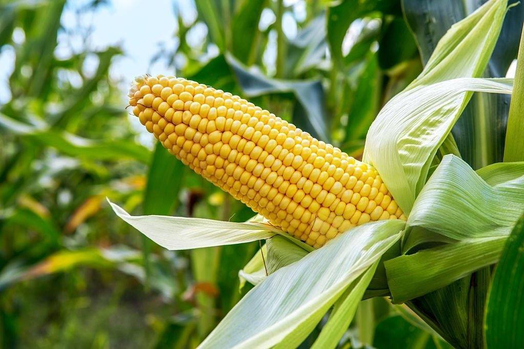 Maize Production