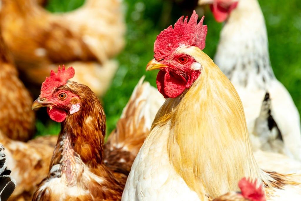 Poultry Farming